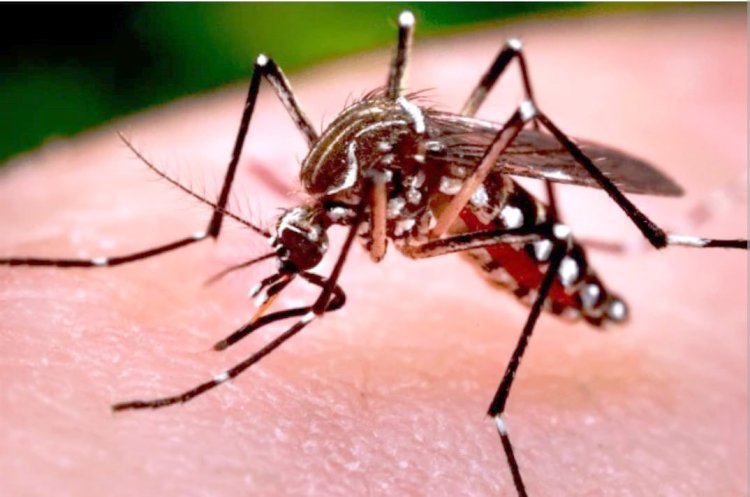Lira vê ‘médio risco’ de epidemia de dengue em Formiga
