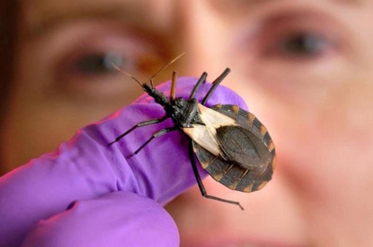 Prefeitura alerta sobre Doença de Chagas