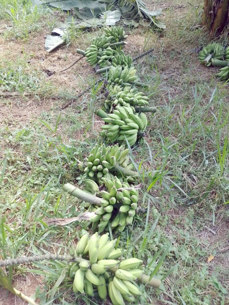 Banco de Alimentos realiza colheita de 200 quilos de banana