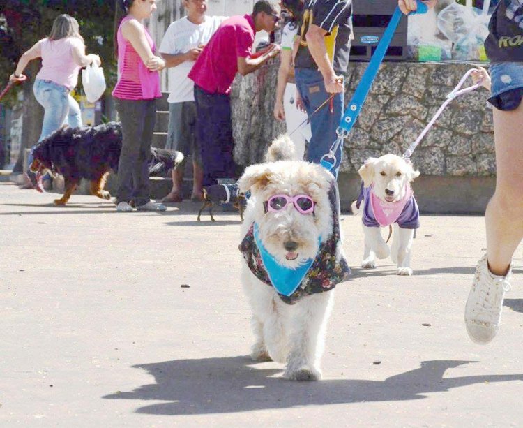 Formiga terá Cãominhada no domingo