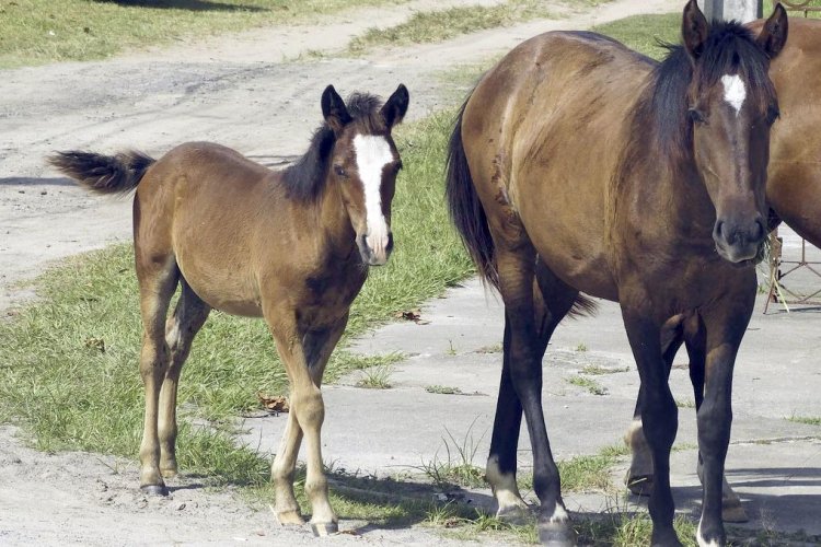 PCMG prende suspeito de matar cavalo com lança em Ubá