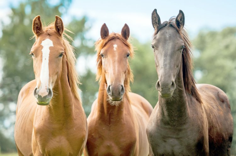 Prazo de inscrição para adoção de  cavalos termina na segunda-feira