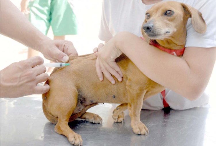 Vacinação Antirrábica: Campanha imuniza quase 12 mil animais