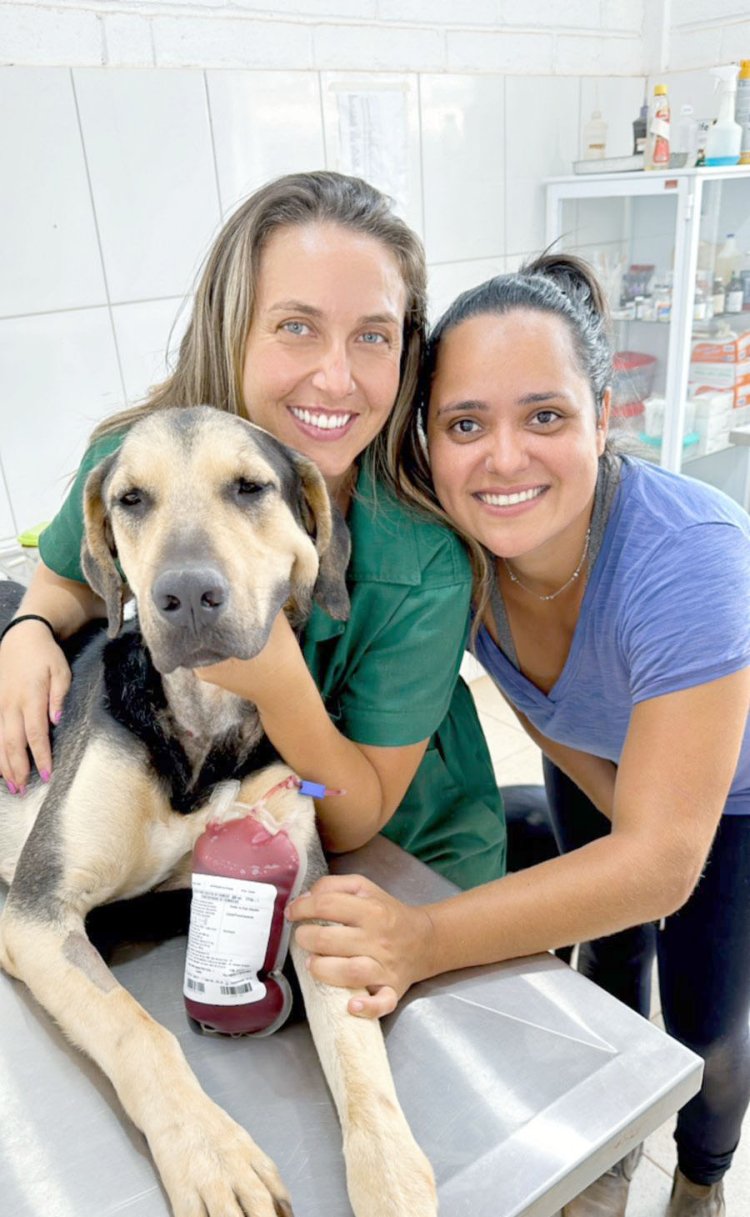 Codevida divulga critérios para doação de sangue de cães e gatos