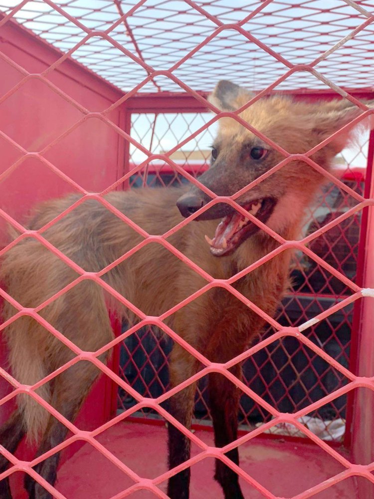 Bombeiros capturam lobo-guará em Arcos