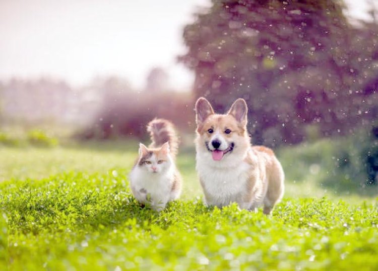 Apaf promoverá castrações pagas de cães e gatos em dezembro