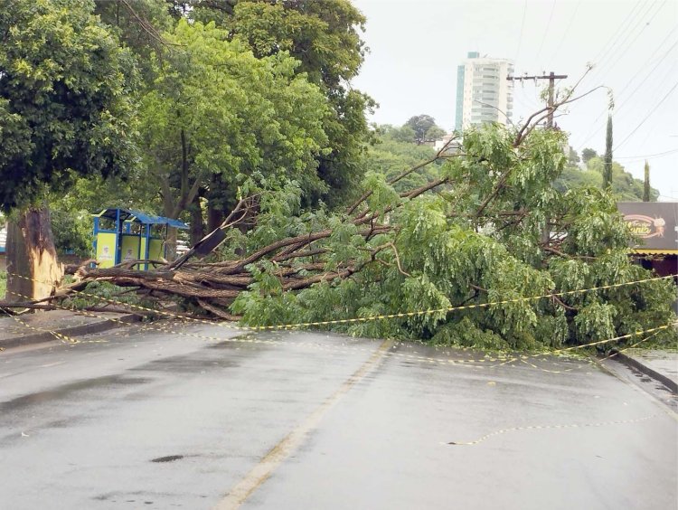 Ventos derrubam árvores naturais e de Natal em Formiga