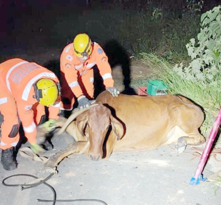 Novilha cai em boca de lobo no Balbino Ribeiro e mobiliza Bombeiros