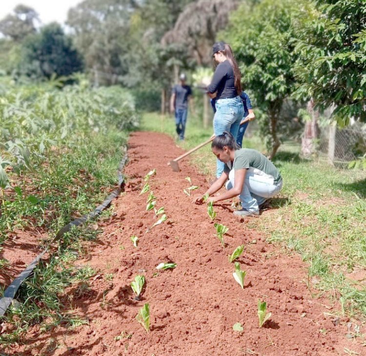 Fazenda do Unifor: Canteiros do projeto ‘Horta Urbana’ passam por manutenção