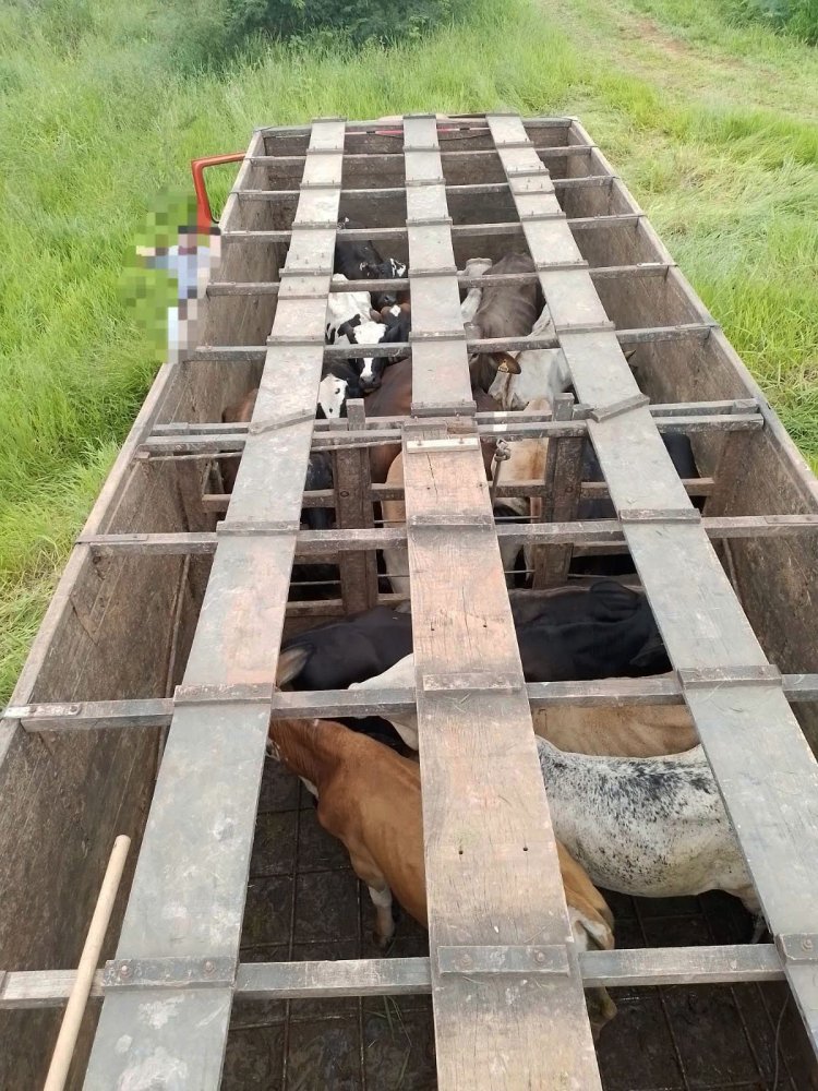 PM desmantela quadrilha que furtava gado na região de Bambuí