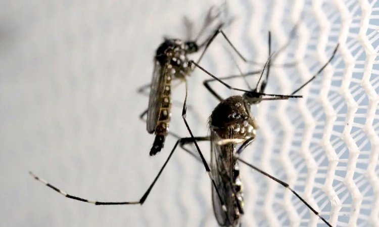 Formiga registra 150 casos suspeitos de dengue por dia