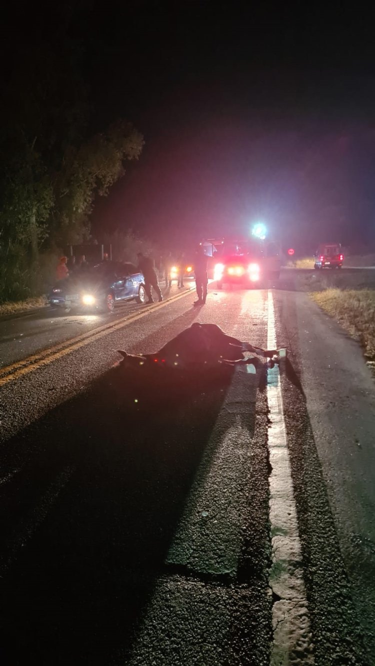 Mais um acidente com animal é registrado em rodovias da região