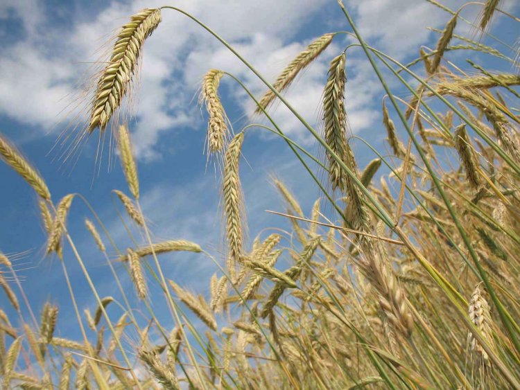 ‘Dia de Trigo’ será realizado na Fazenda Laboratório do Unifor