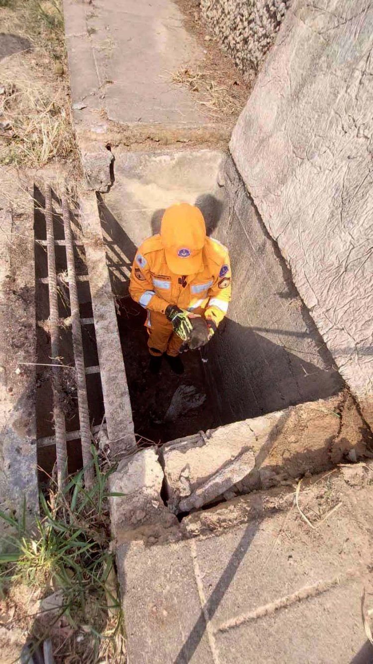 Bombeiros retiram cão de bueiro