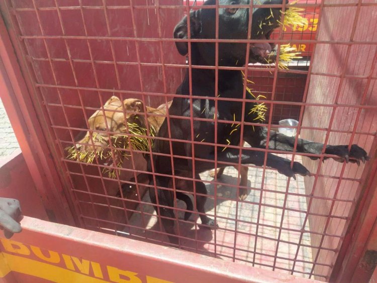 Bombeiros resgatam cães atacados por ouriço-cacheiro na Lajinha