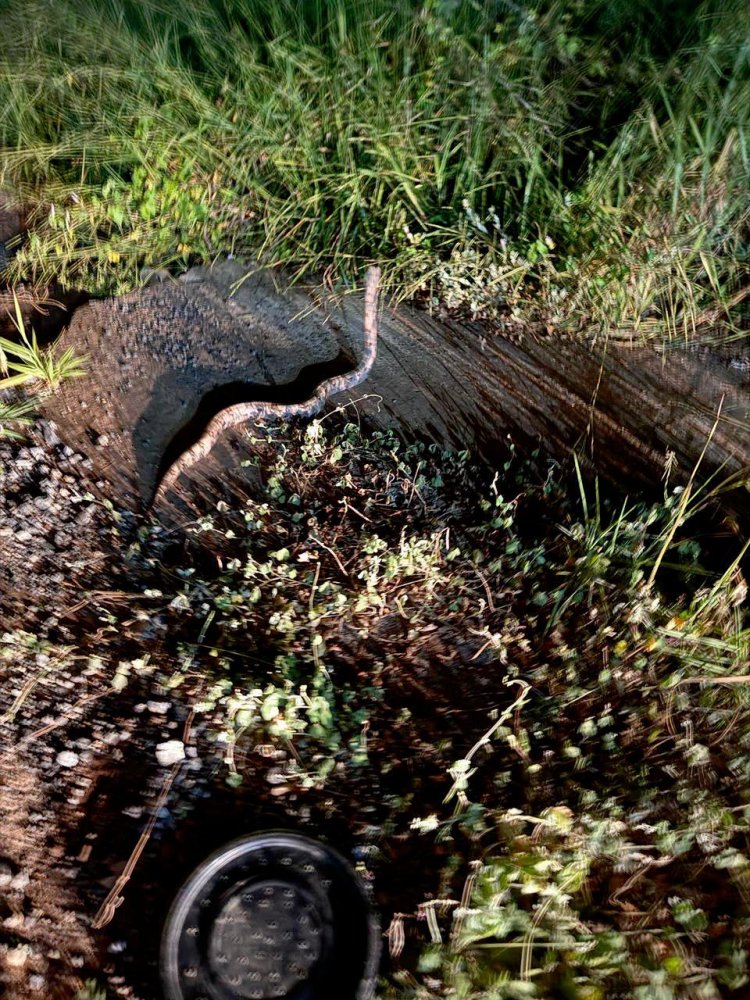 Jiboia invade quintal de residência em Edentur