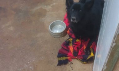 Cão ferido é retirado de riacho pelo Corpo de Bombeiros