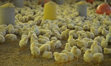 Gripe aviária chega a Minas e já reflete em Formiga