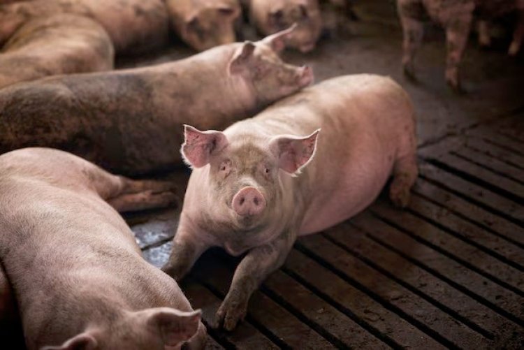 IMA convoca produtores rurais para atualização de dados de animais