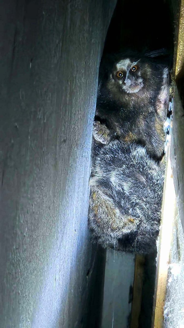 Sagui é capturado em residência no Jardim Alvorada