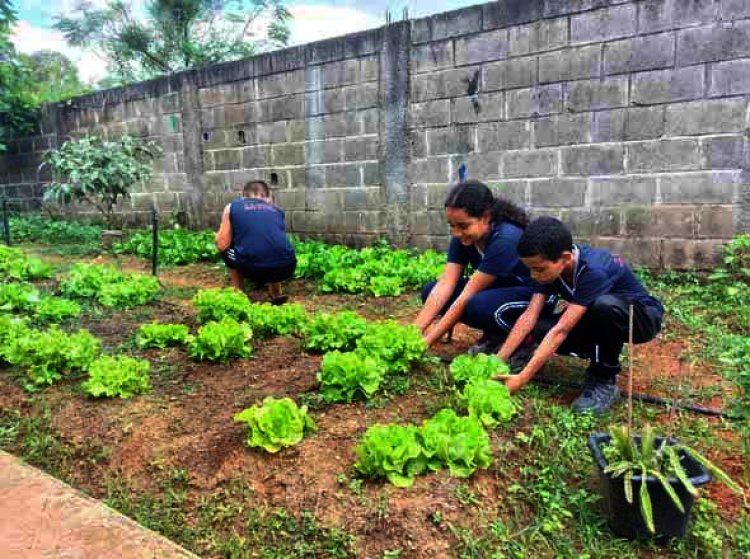 Horta Urbana da Escola Célia de Melo ganha novos canteiros de hortaliças