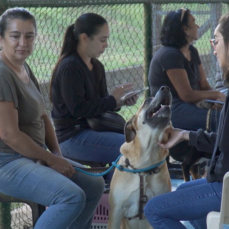 Mutirão castra mais de 200 animais no Unifor