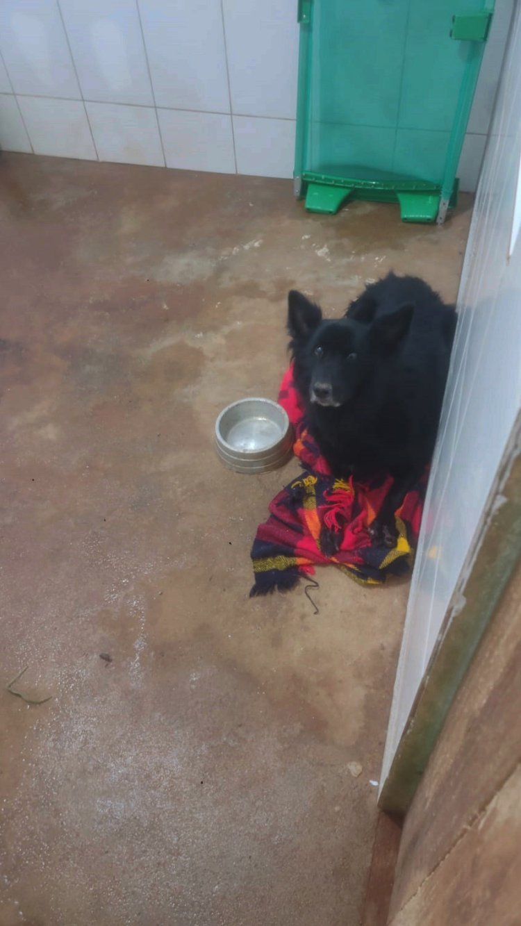 Cão ferido é retirado de riacho pelo Corpo de Bombeiros