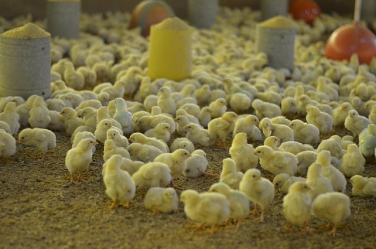 Gripe aviária chega a Minas e já reflete em Formiga